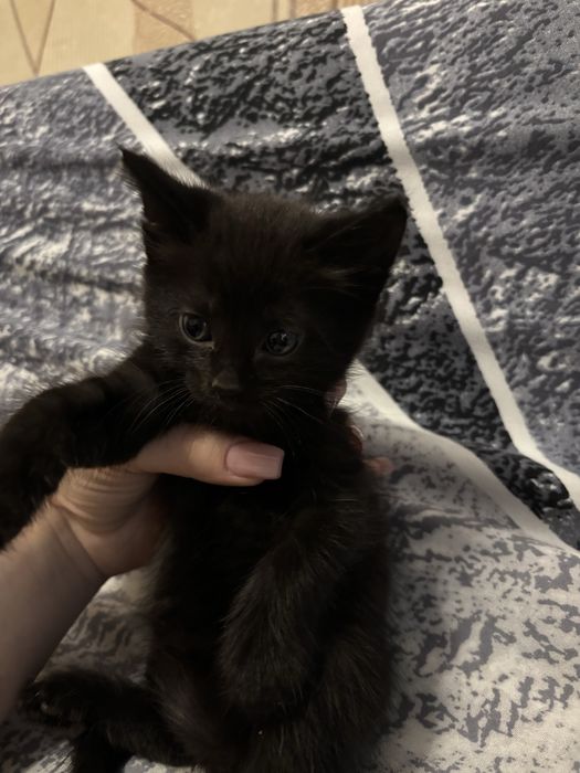 Котята  1 месяц