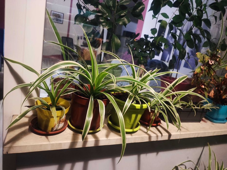 Продавам цветя Хлорофитум (зелена лилия)