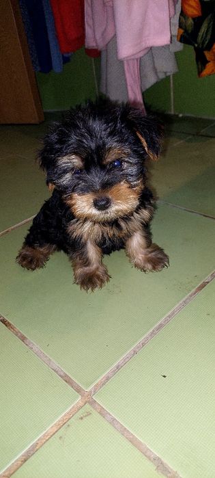Yorkshire Terrier mini 5 luni