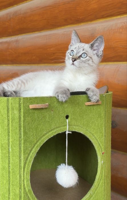 Продам тайского кота