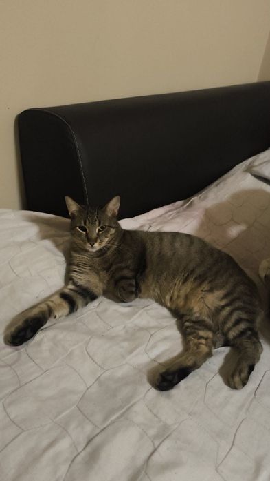 Коте ,което си търси дом