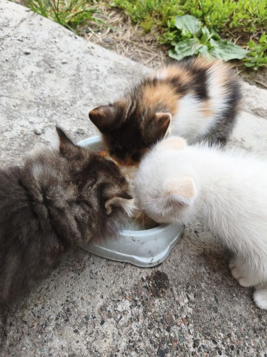 Котята отдам бесплатно