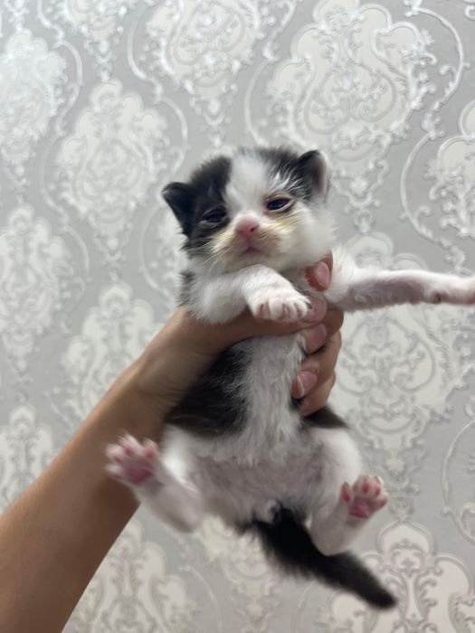 Милые сладкие котята