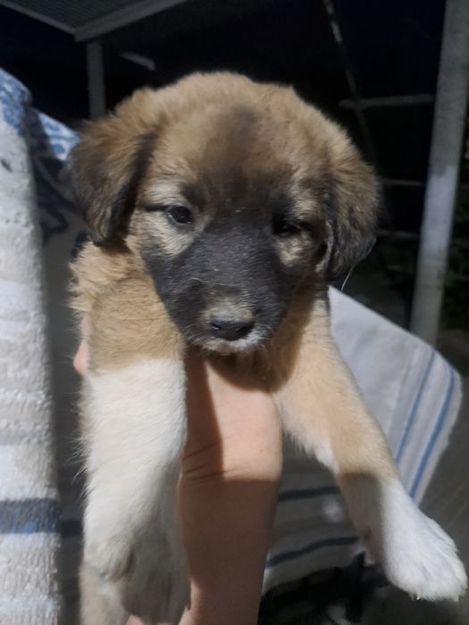 Щенки 1 месяц , Күшік бар