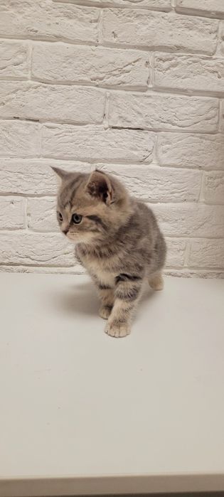 Продаю котенка шотландка девочка