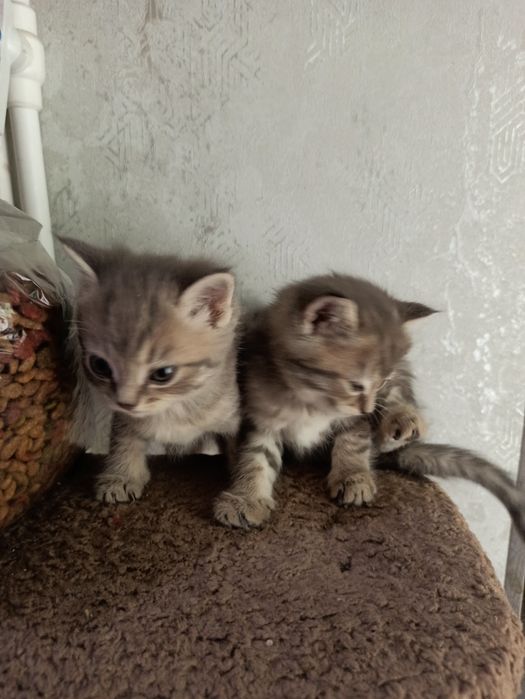 мушукчалар соглом  британский текинга
