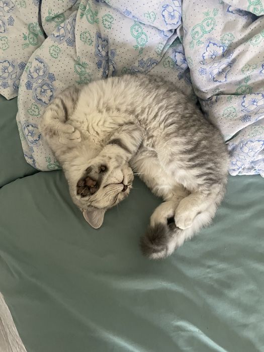 Вязка кошек бесплатно