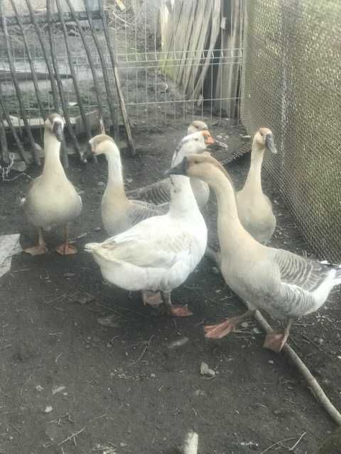 Vand oua de gasca leseasca