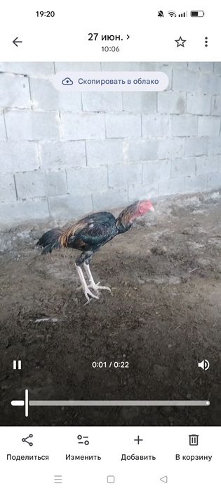 Дакан обмен тауыкка