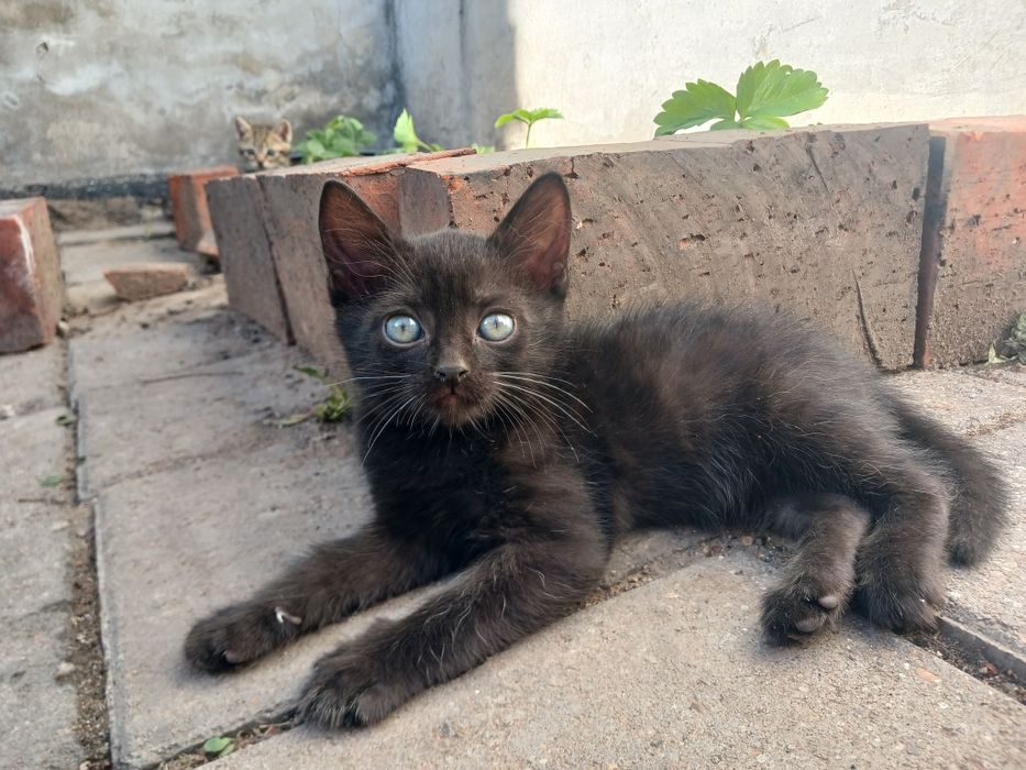 Котёнок бесплатно