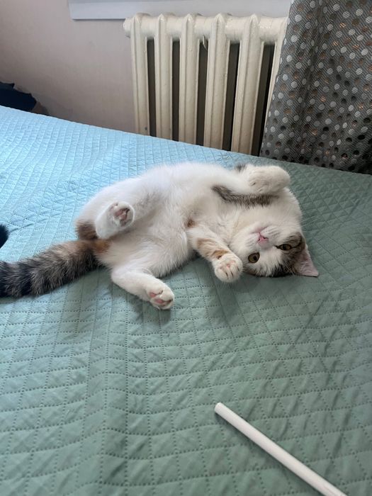Looking for someone to adopt a cat
