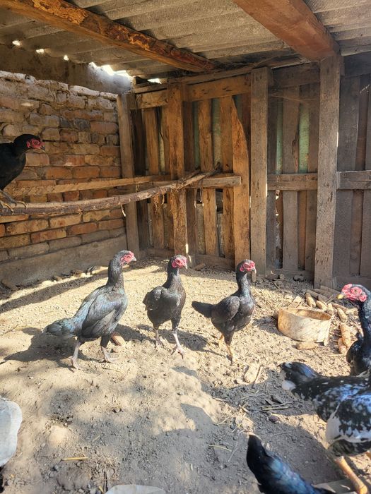 Продам ко шамошик