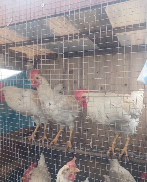 Xoʻroz va tovuq sotiladi