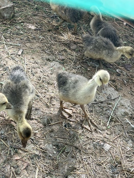 Қаз балапандары ірі қоңыр