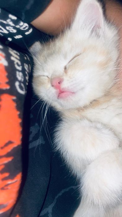 Котята рыжые (мальчик)