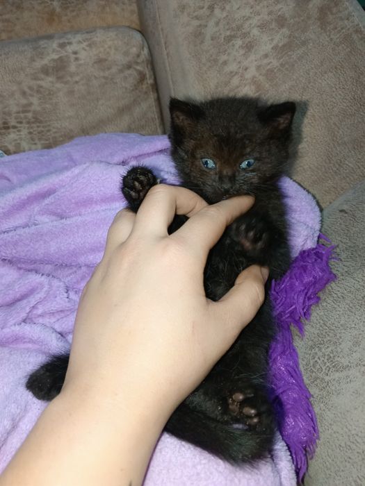 Котенок ищет себе семью.