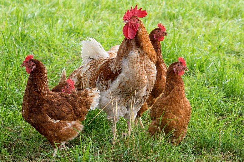 Tovuq tuxumi bor !!! Товук тухуми бор инкубатор учун