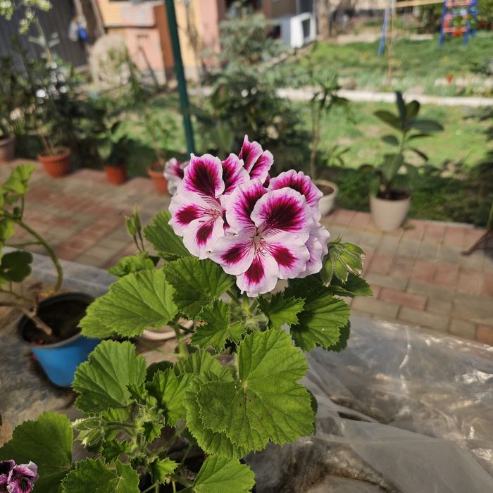 Цветы в горшках разные виды размеры разные ценыы