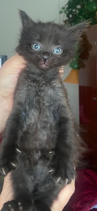 котята маленькие