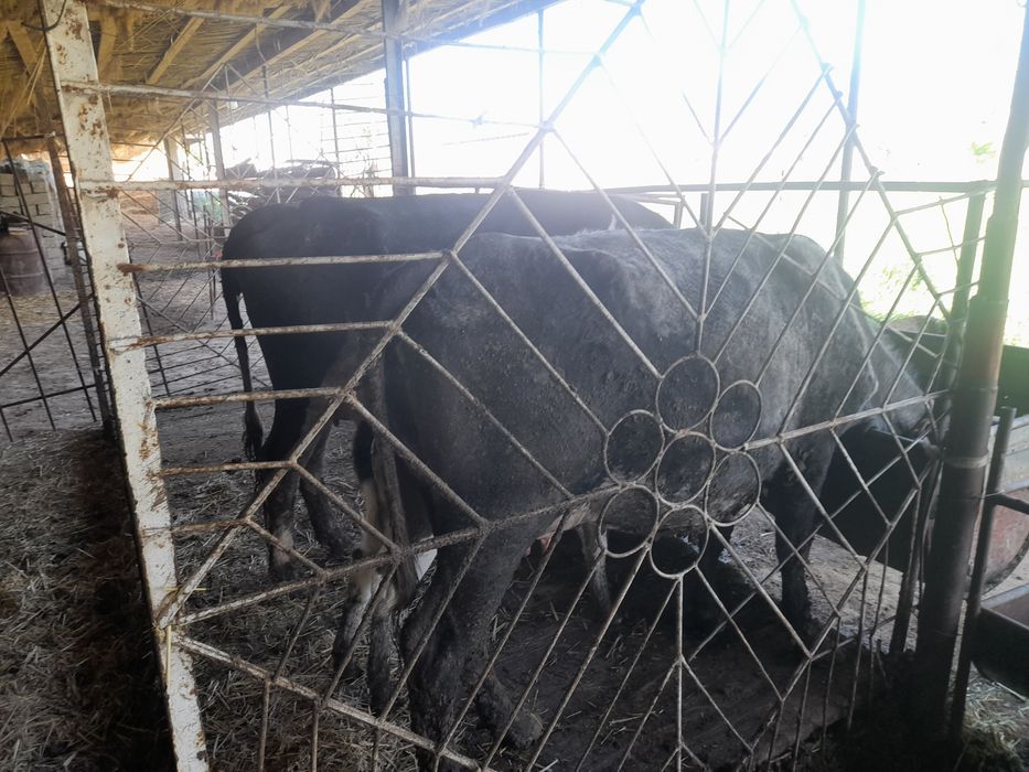 Сиырлар сатылады.