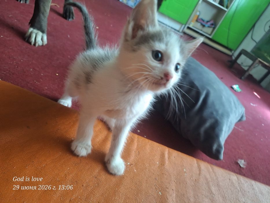 Милашки идут дом