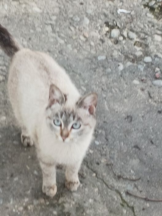 Кошка кот 1 год.