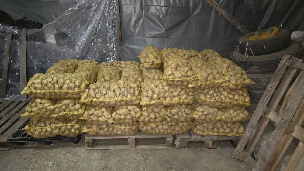 Продавам Картофи, сорт Сорая