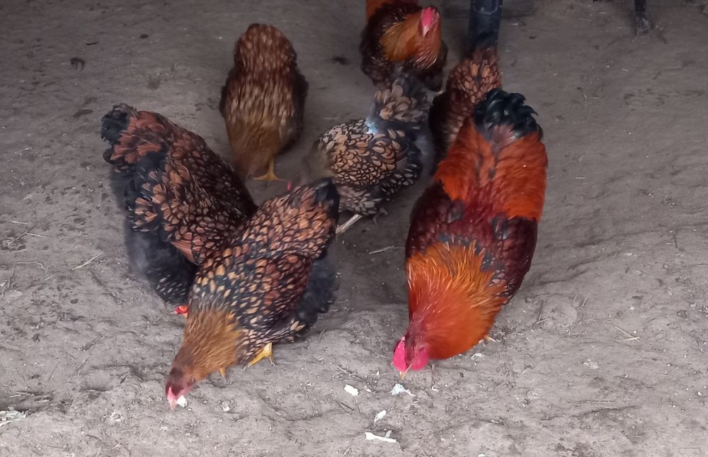 Ouă pentru incubat!