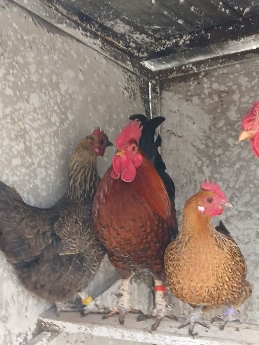 Vand urgent 2 cocosi americani!!