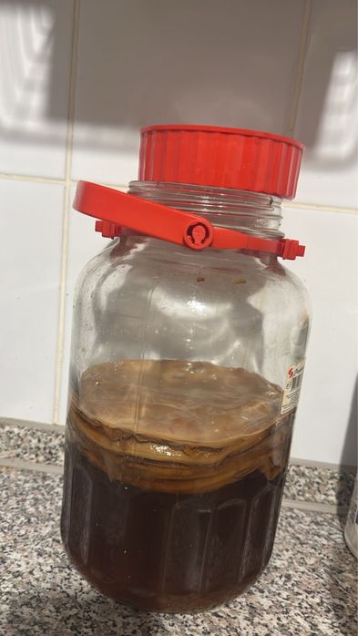 Гриб Камбуча вместе с банкой