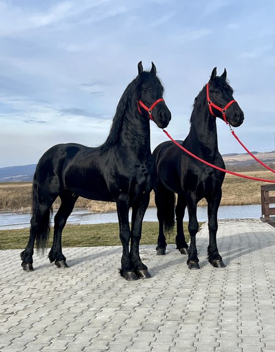 Armasari Frizieni Friesieni Friz Frizian