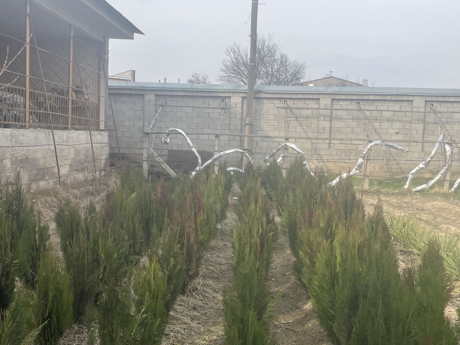 Продаются туи оптом