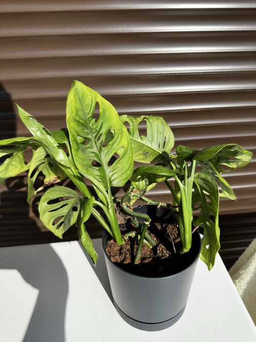 Monstera Adansonii (Монстера Адансонии) и Alocasia Amazonica Polly (Алоказия Поли)