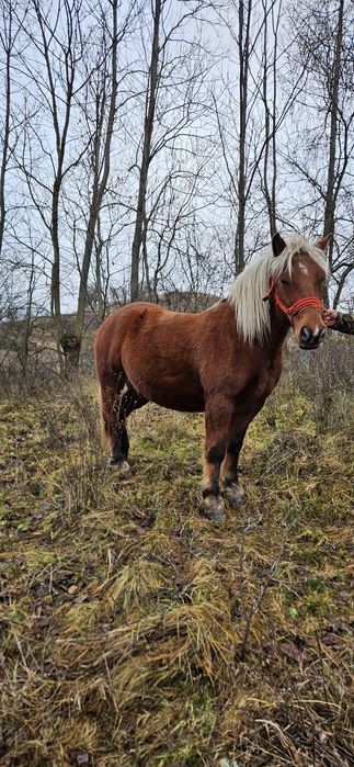 Vând cal de 4 ani