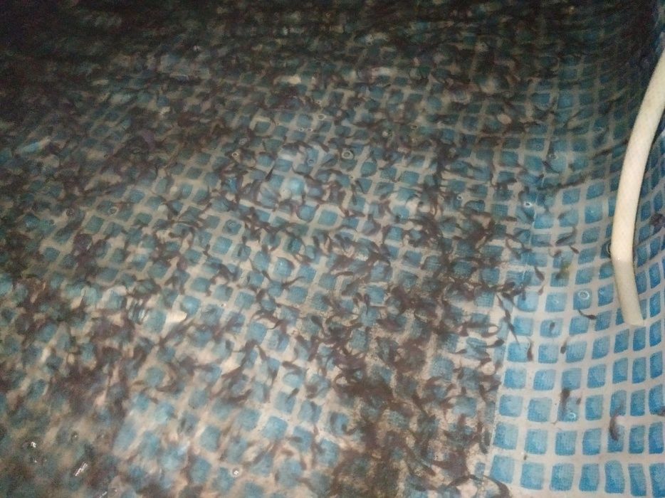 Ассаломуалайкум сизга янги бизнес йули Мальки африканского сома