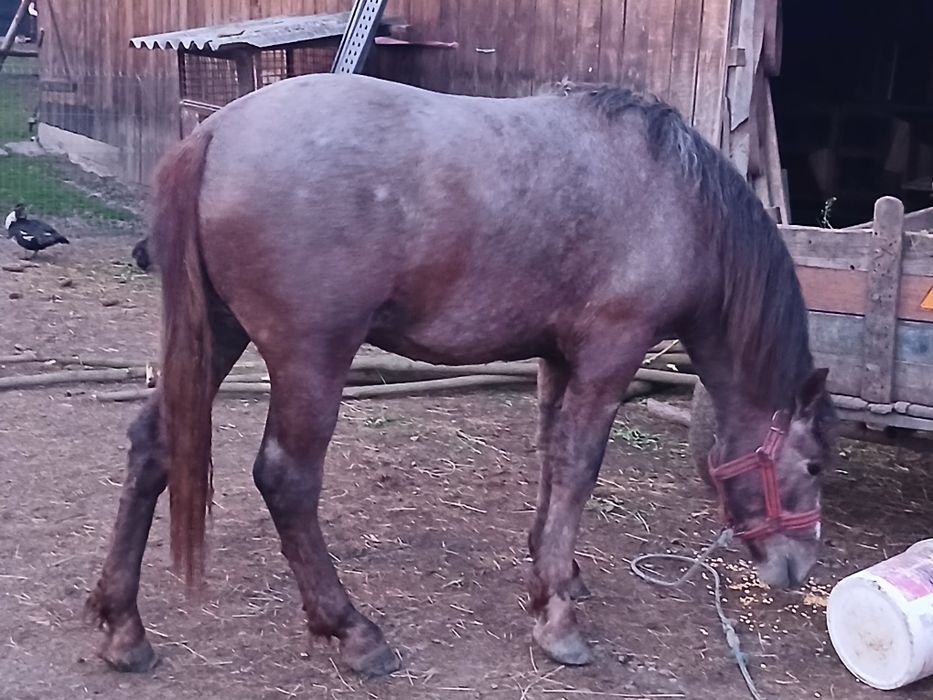 De vanzare Manz de 1 an si 8 luni