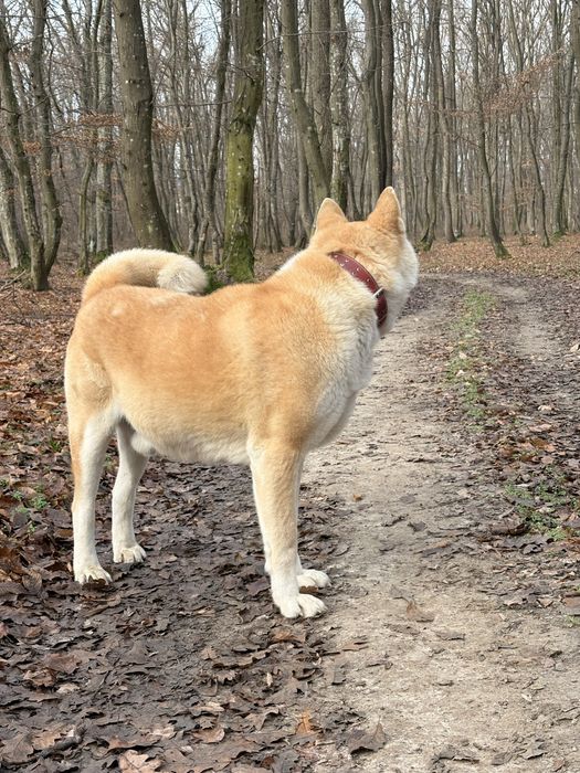 Donez Akita Inu japonez