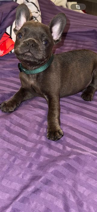 Pui Buldog Francez