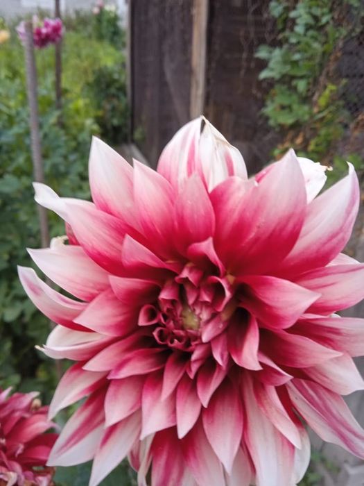 Продам рассаду Георгины