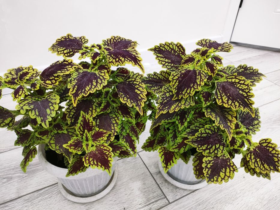 Растения для дома, доставка