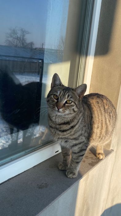 Ofer spre adopție pisici