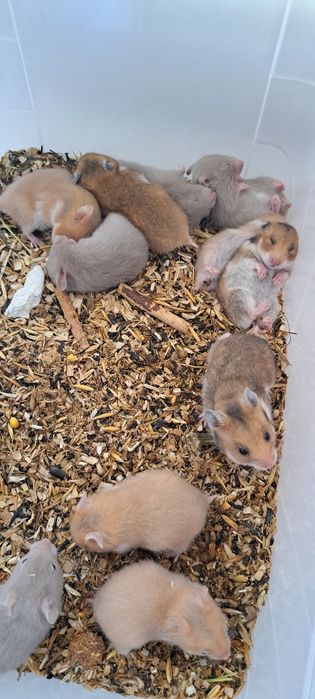 Продам сирийских хомяков