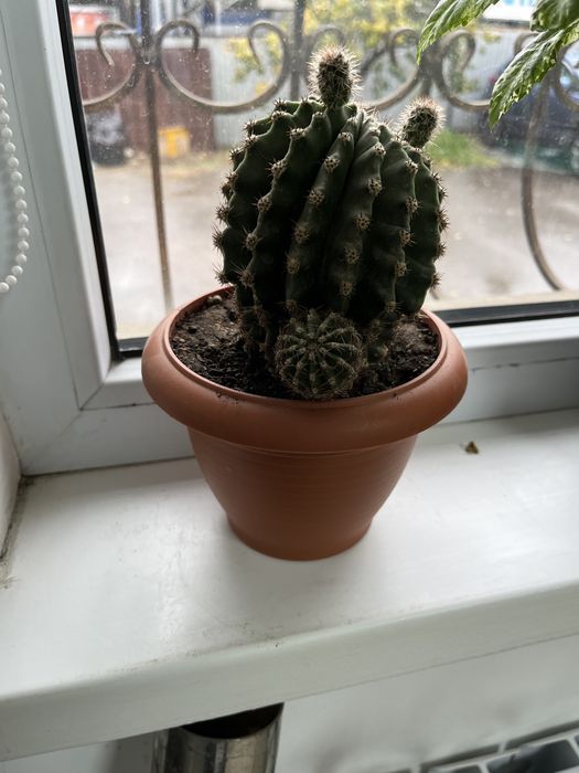 Срочно продам Гибискус (Китайская роза)