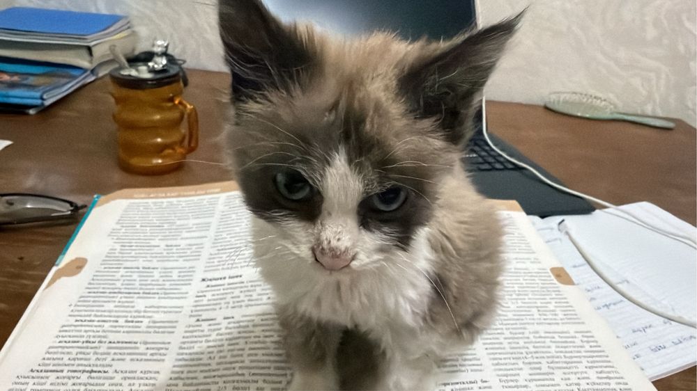 Котенок,бесплатно