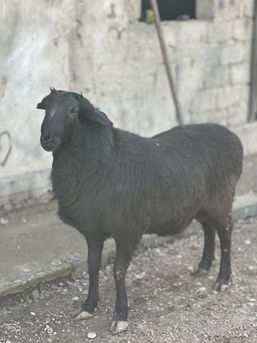 Қой,Қошқар сатылады,