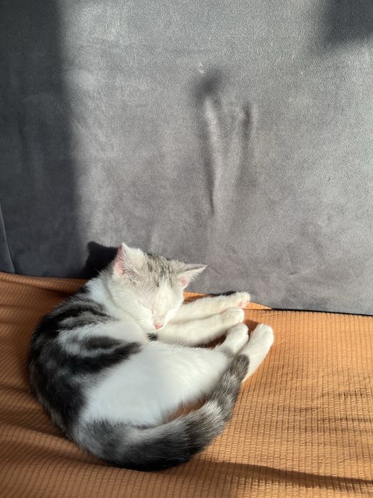 5 айлық марғау, Ұл