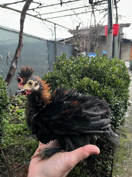 Декоративни кокошки