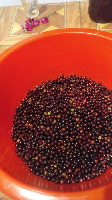 Dulceață de fructe de soc 2024 superdelicioasa