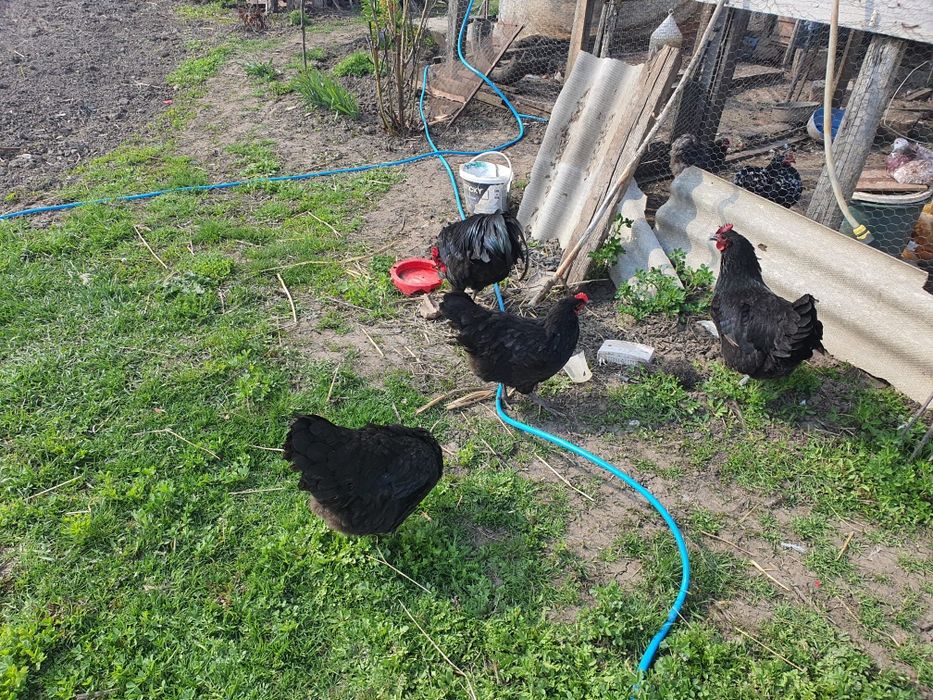 Famile găini austrolorp