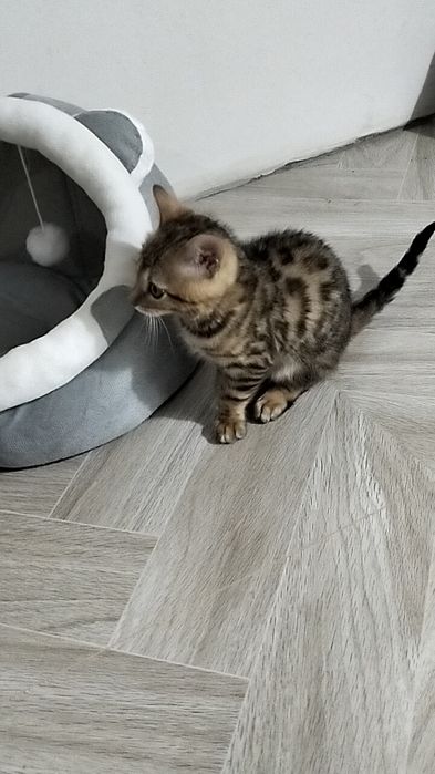 бенгальский котик